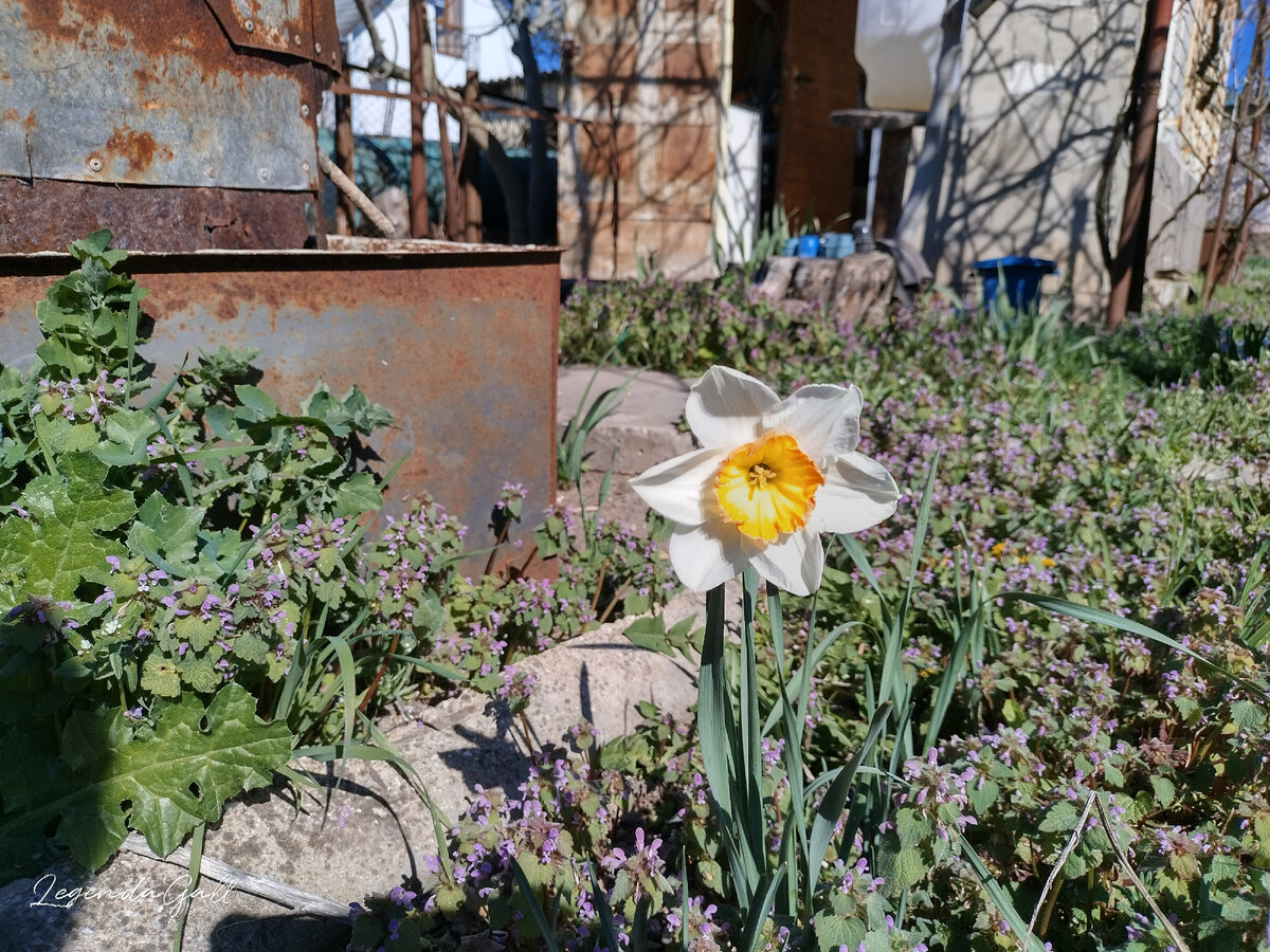 А вот такие нарциссы там растут, с ладонь размером.