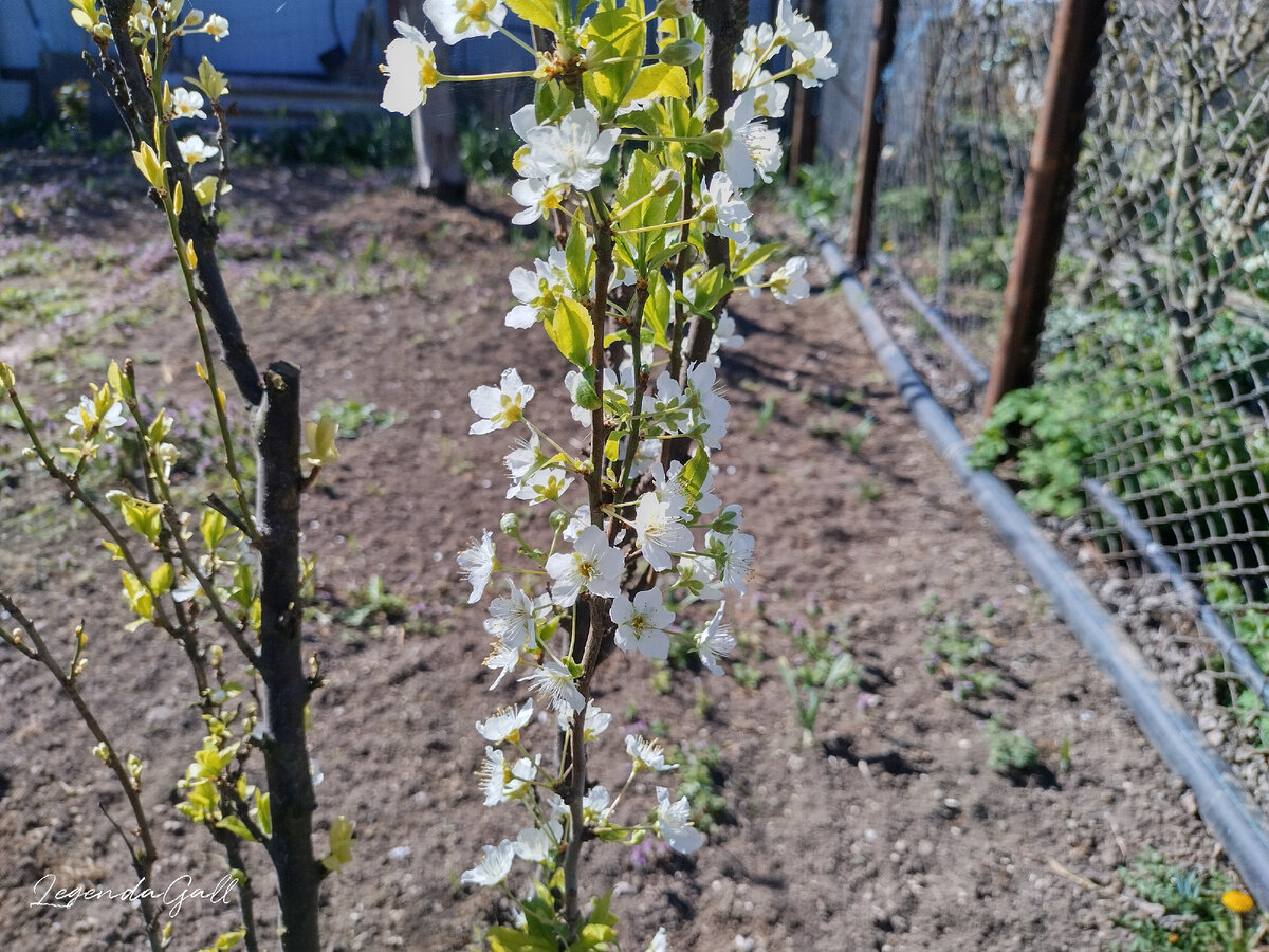 Алыча цветет вовсю