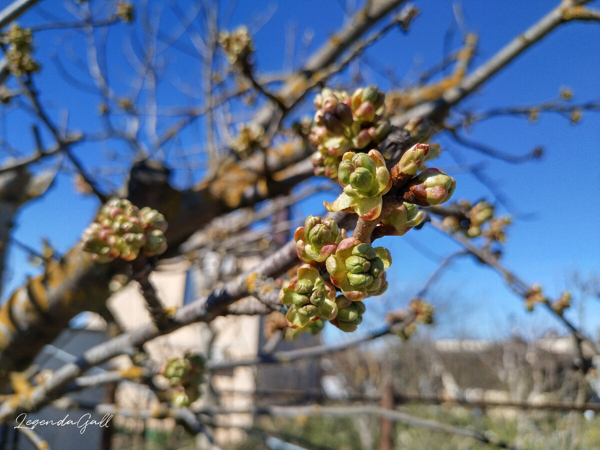 старая черешня только готовится к цветению, выпустила первые бутоны