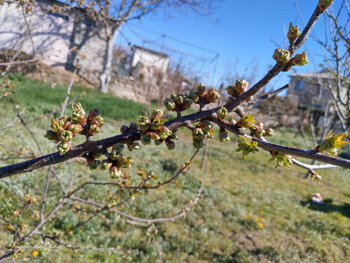 Вишня тоже будет очень бурно цвести