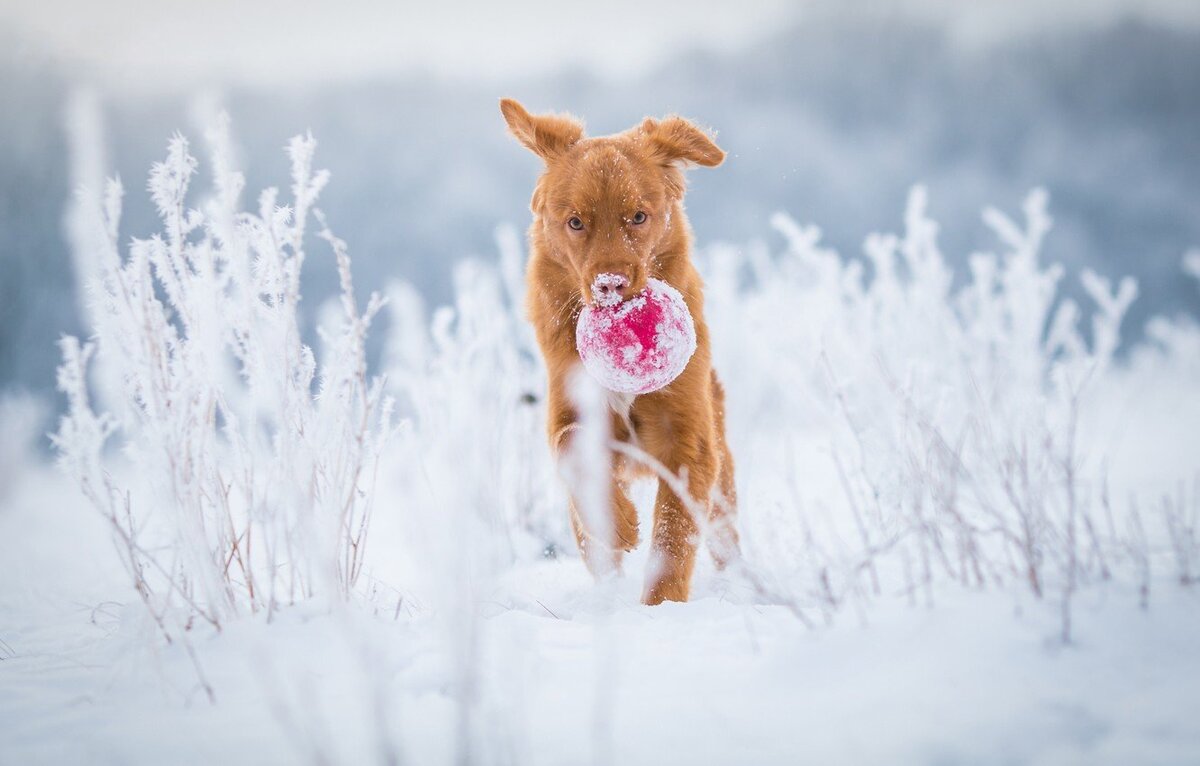 Фото из галереи Яндекса