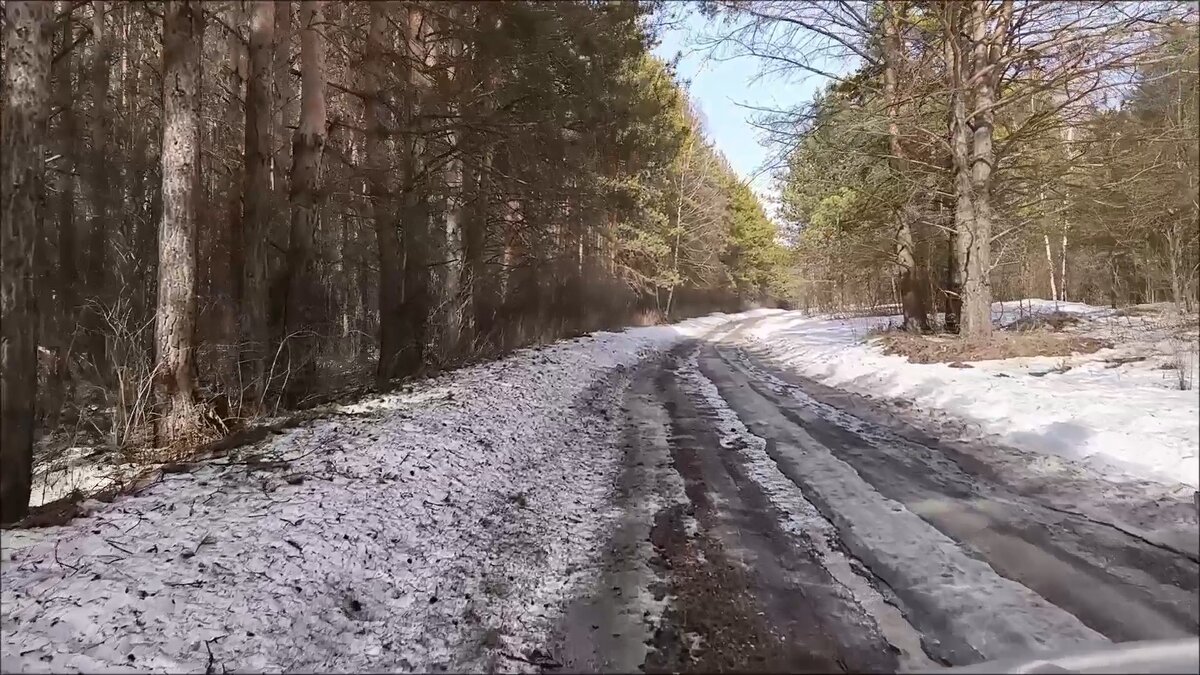 Кадр из видео. Лесная дорога