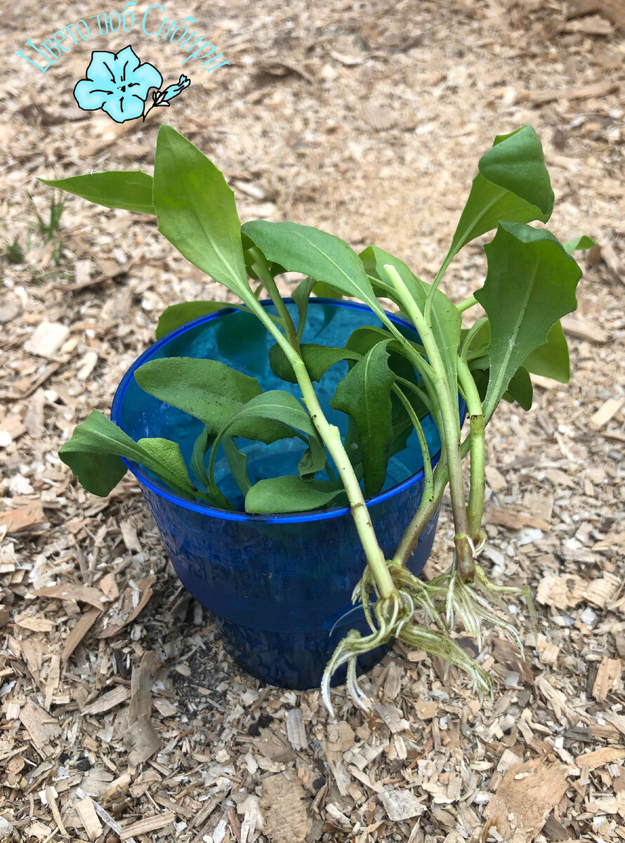 Остеoспемум из семян: не буду сеять больше никогда | Цветолюб Сибири | Дзен