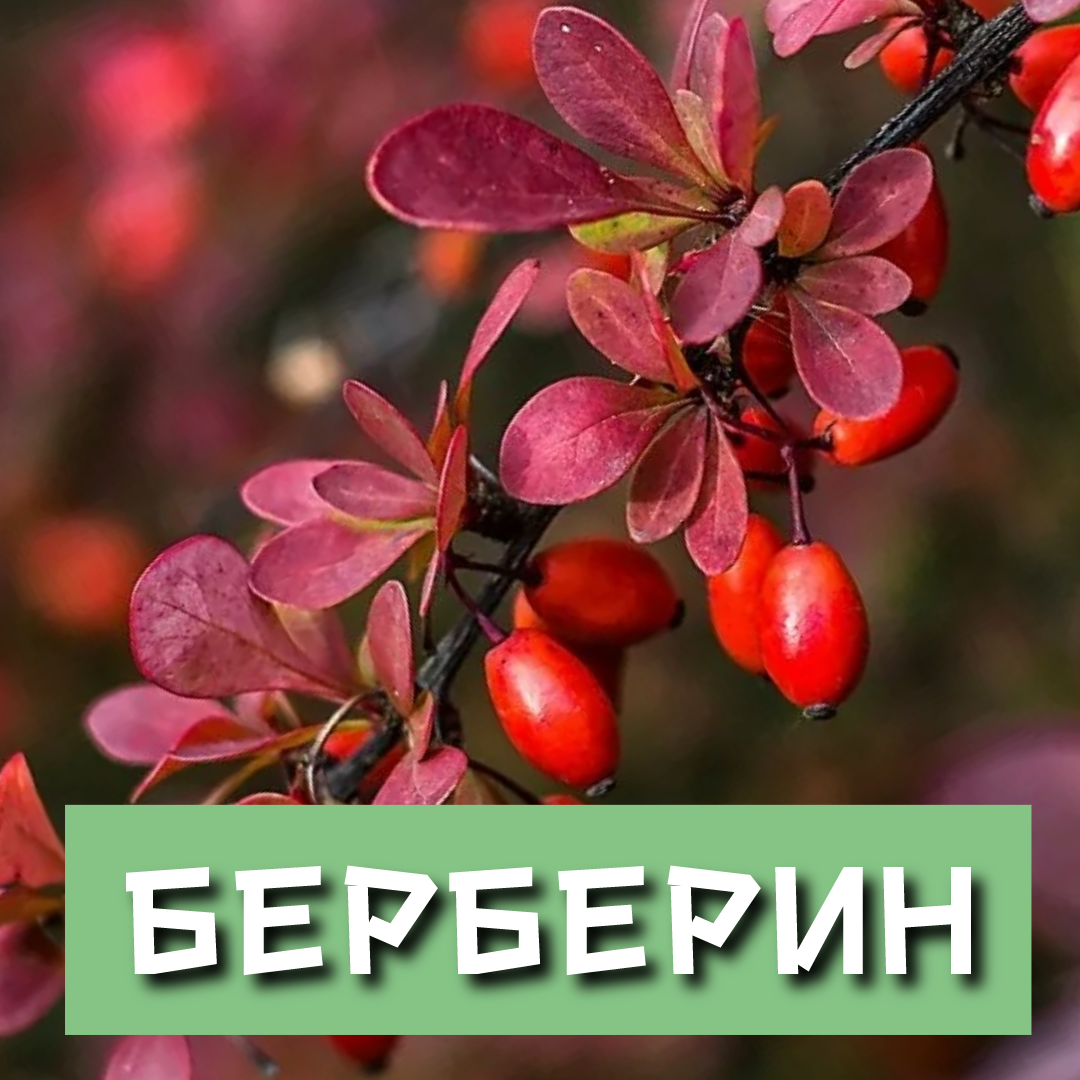 Поскольку берберин обладает множеством ценных фармакологических свойств, ученые ищут пути его применения для лечения и предупреждения различных заболеваний, включая рак, болезни сердца и сахарный диабет.