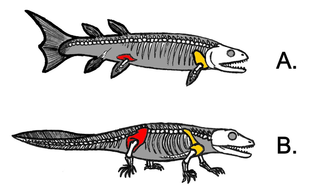 Тиктаалик рыба Эволюция. Ихтиостега скелет. Конечности кистеперых рыб и земноводных. Кистеперые рыбы Эволюция.