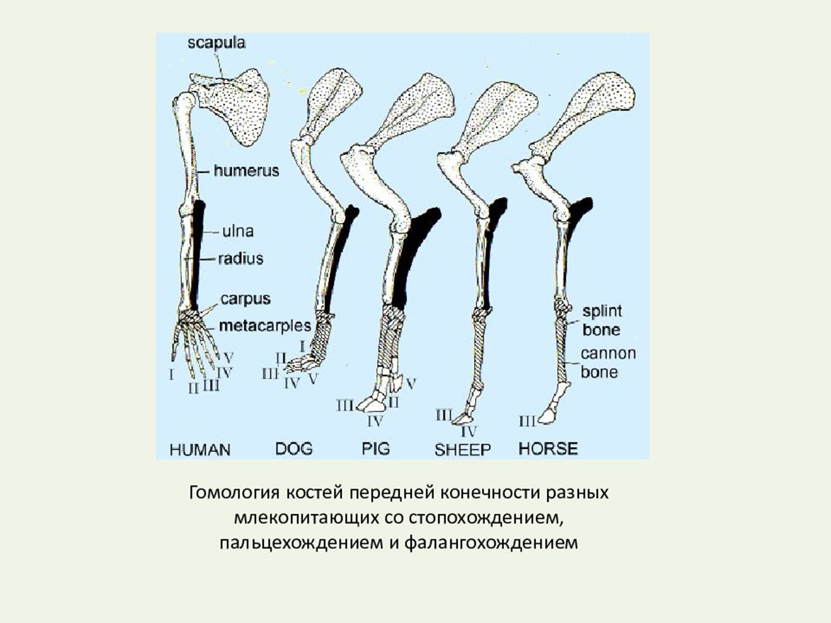 Передняя конечность животных. Пояс задних конечностей у млекопитающих. Скелет задней конечности млекопитающих. Скелет задних конечностей наземных позвоночных. Кости передней конечности млекопитающих.