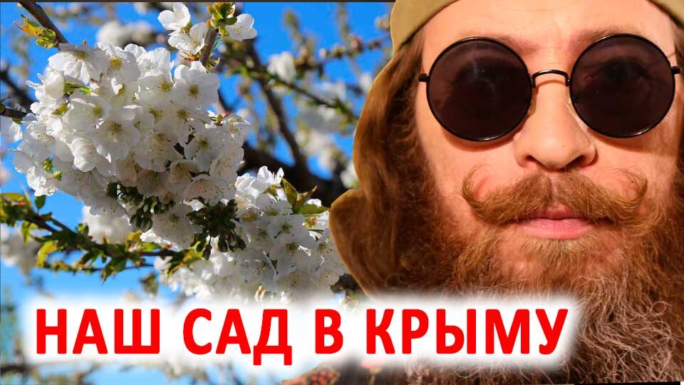 Наш сад в Крыму. 7 апреля 2024 г. Черешня, Груша, Вишня, Яблоня, Персик, Лавровишня, Смородина, Тюльпаны, Магнолия, Пионы, Ранетка, Сирень