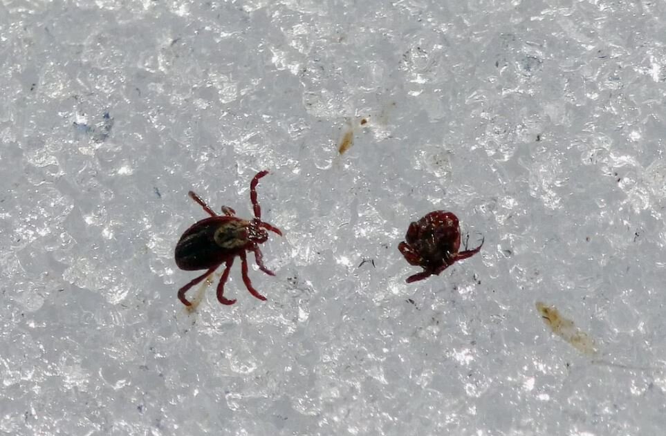 На Алтае опасно! | Энциклопедия Алтая | Дзен