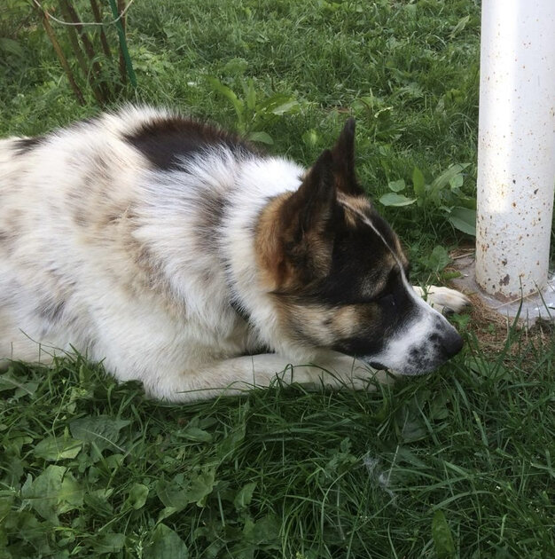 Малёк, собственной персоной:)