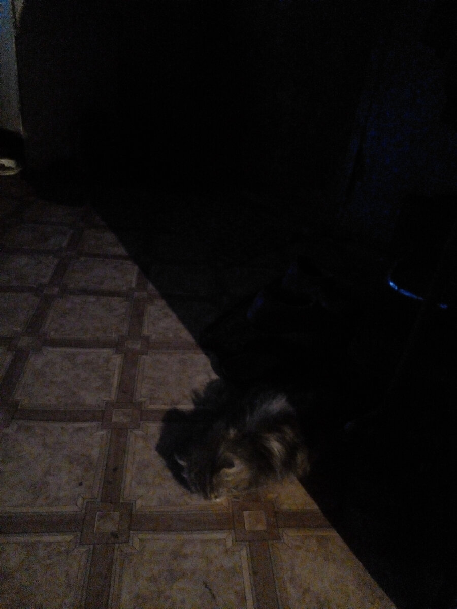 Просили Ваську. Дома.