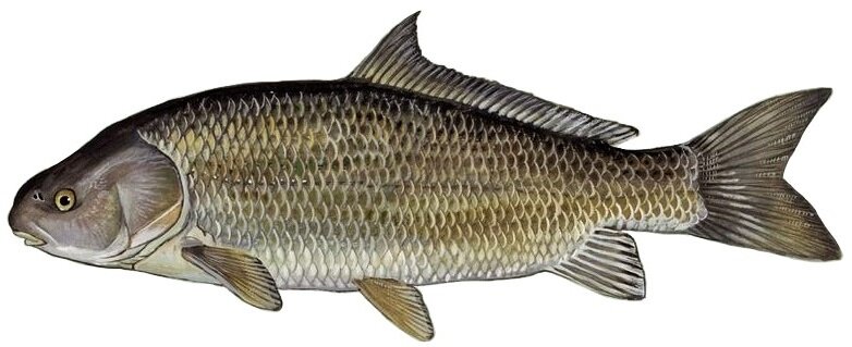 Ictiobus niger