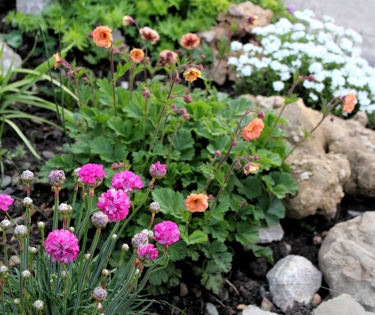  Прошу не судить строго. Это моя первая статья о любимом каменистом садике. И так-начну...Живу на Кубани, где очень ласковое солнышко летом греет до + 50. Сложно выращивать то, что  греет душу. А мою душу греют крохи- альпйцы. Но мы ж упрямые. На одни и те же грабельки по многу раз. И так обзор:  на 1 фото: иберис, гравилат Май Тай и армерия. В принципе стойкие к жаре растения.