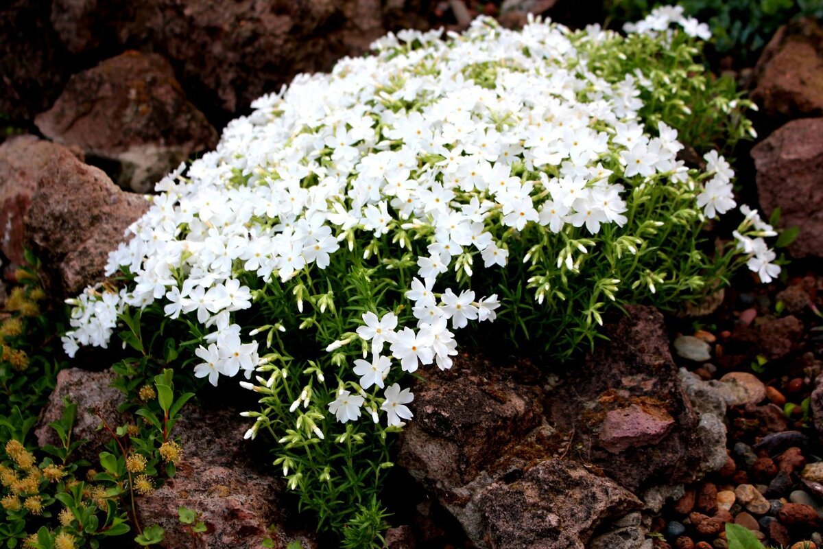 Флокс шиловидный, растет и нарастает хорошо.