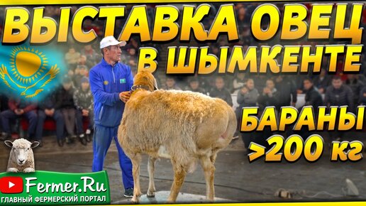 Не могу поверить глазам! Баран весом 231кг! Кочкар чемпион Центральной Азии, а может быть и Мира!