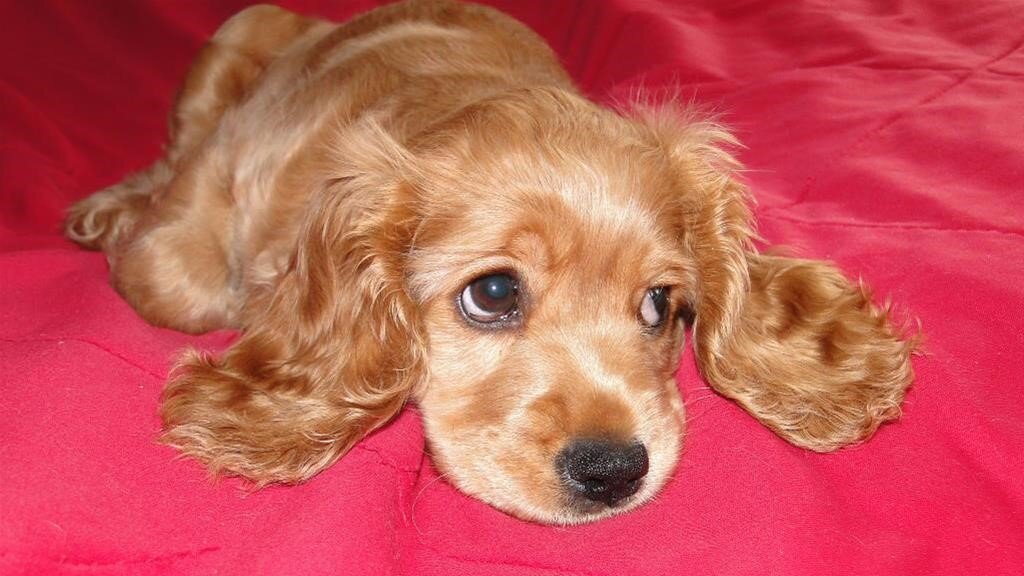 Фото Яндекс.Картинки