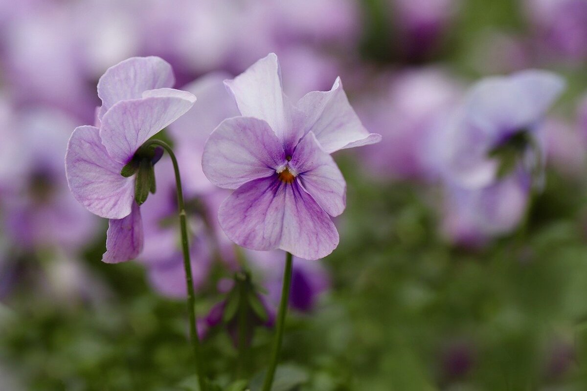 Фиалка. Фото из Pixbay