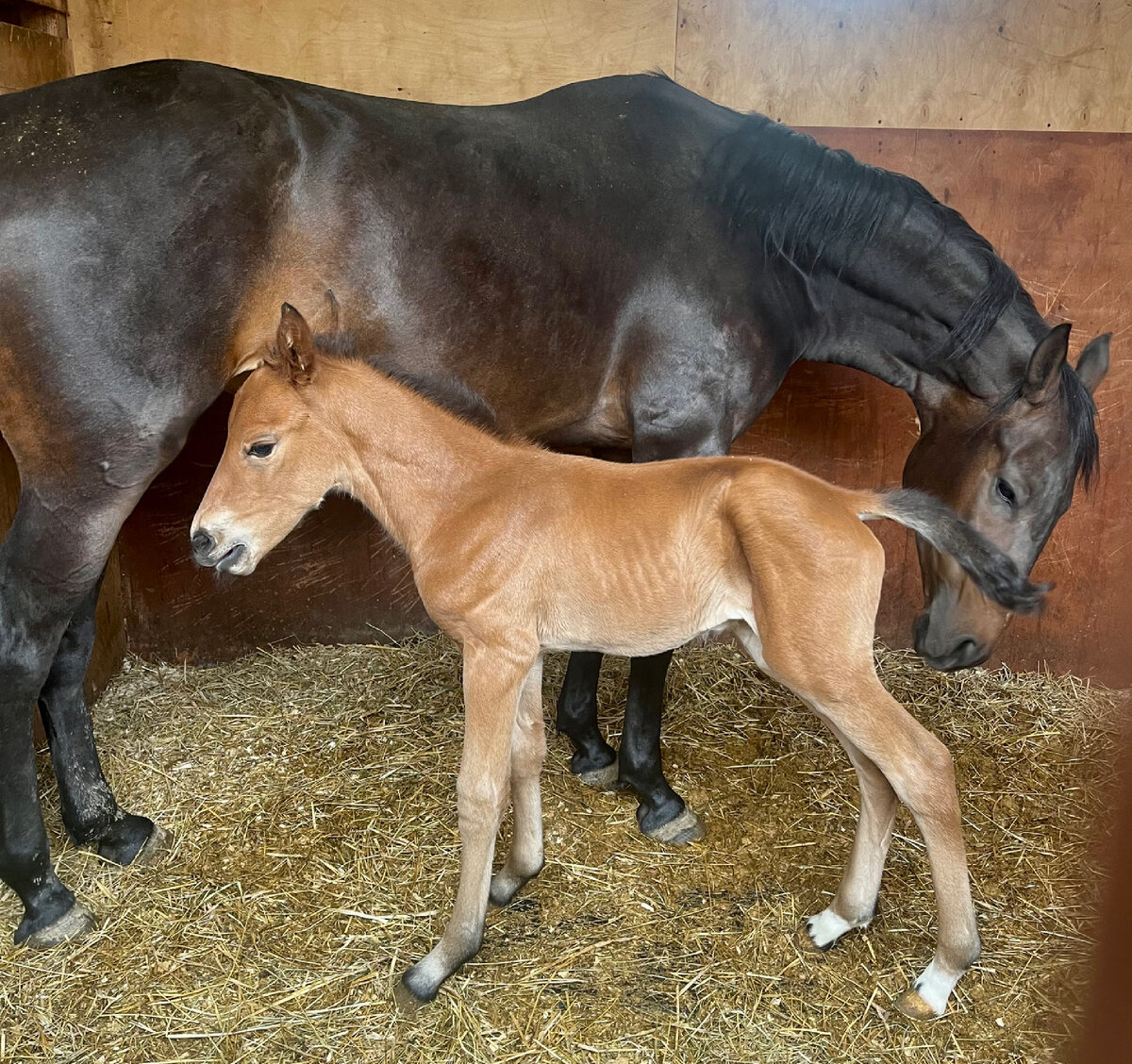 Англо-буденовская Мечта с 3 дневным жеребенком