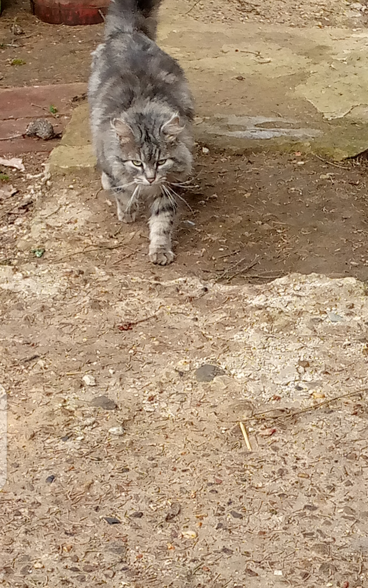 Очень занятый котик