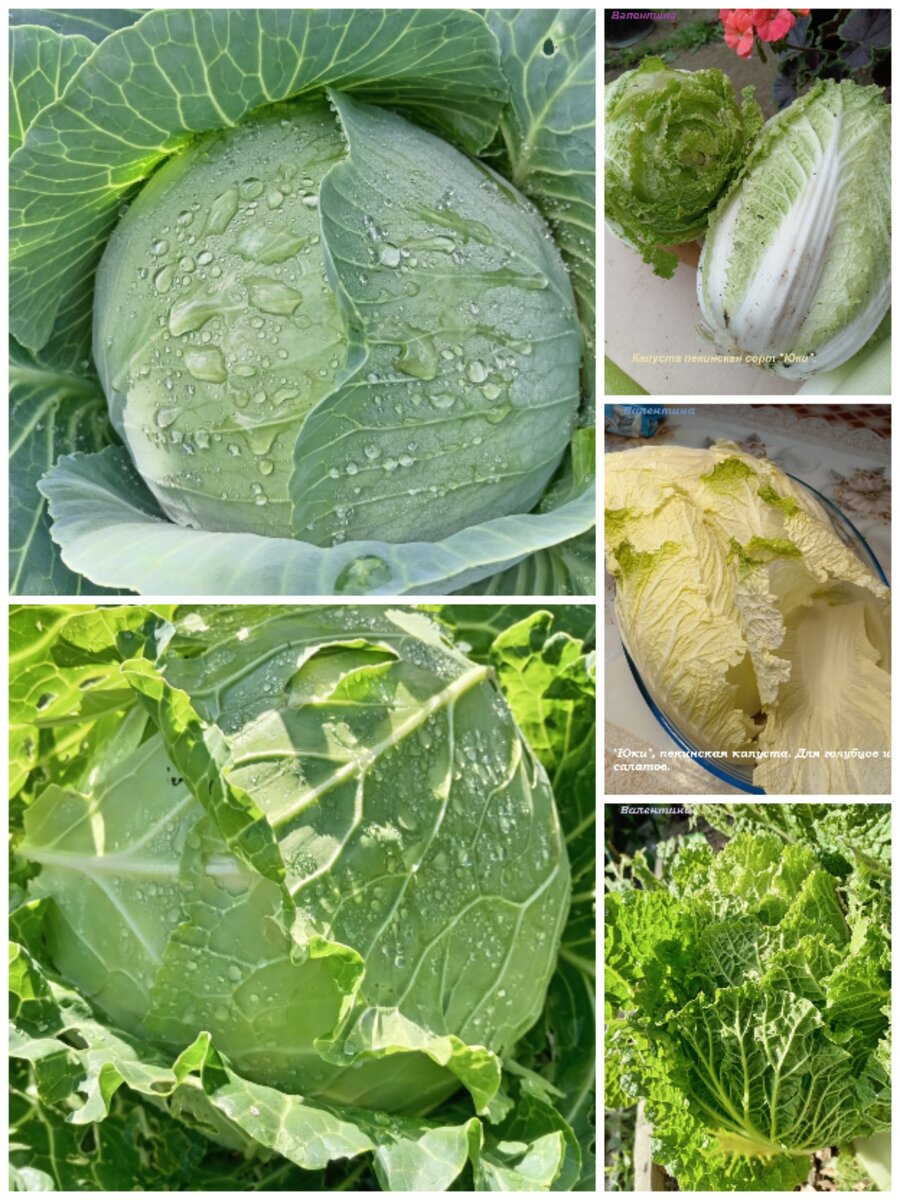 Для салатов и приготовления овощных блюд.