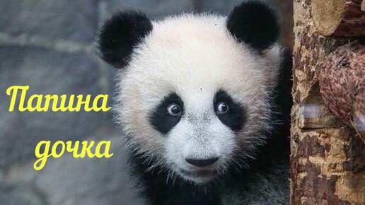 Папина дочка🐼 | Панда | Московский зоопарк
