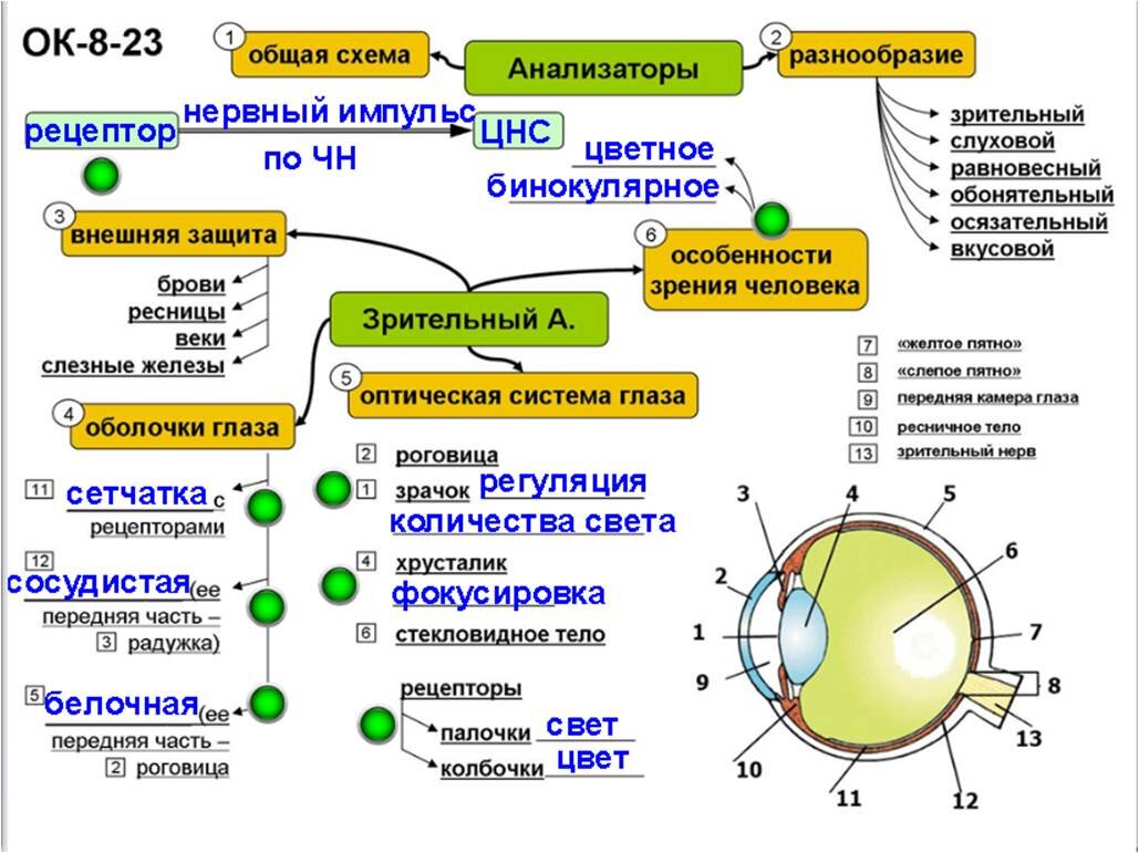 Уроки биологии в школе. Зрительный анализатор | Елена Сова: пуд соли в  школе | Дзен