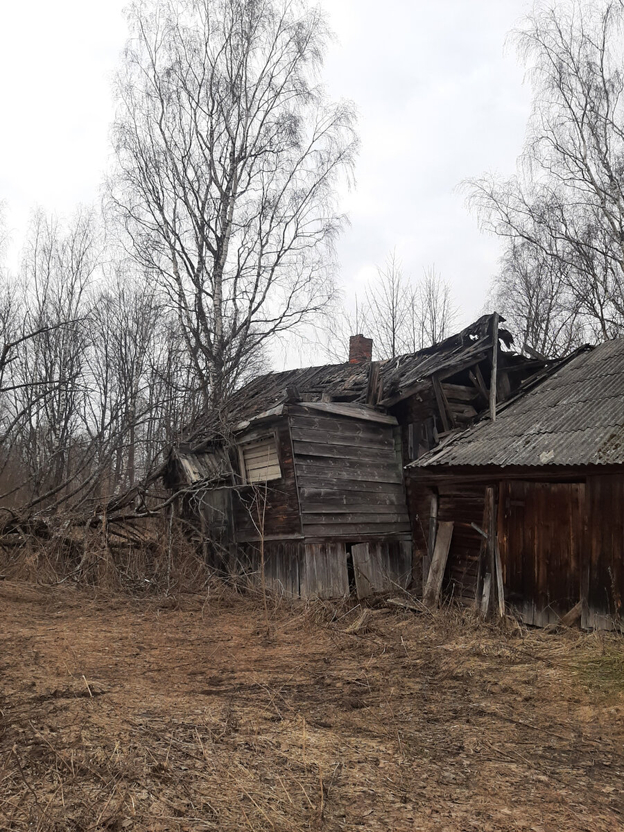 Вот один из крайних домов деревни. Полностью разграбленый, сгнивший и заросший кустами....