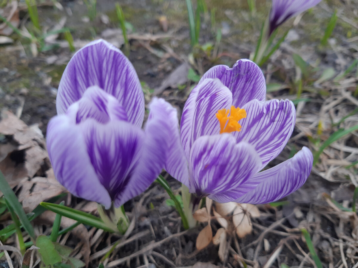 Пиквик (вероятно) в роспуске