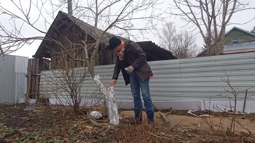 Перепрививка старой яблони за кору на пень, ветки на щепу, щепу в коптилку, леща на стол