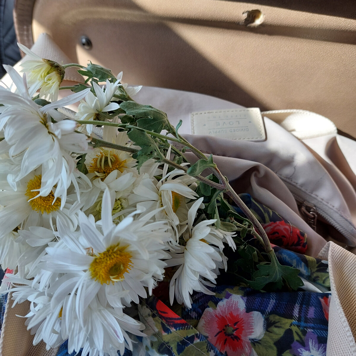 Вот такую белую неубиваемую хризантему я уже и высадила в грунт неделю назад в теплые апрельские деньки... Но вот мало их было, этих теплых дней...