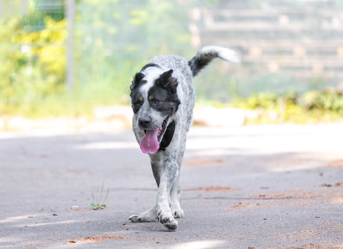 Пёс с необычной походкой, но благороден и красив