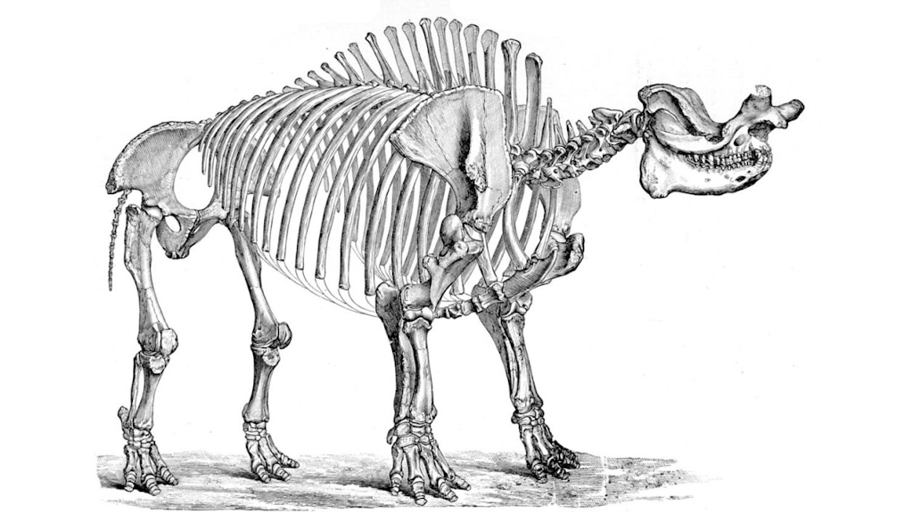 Бронтотерии: расцвет и гибель гигантских «носорогов» | Любопытный ...