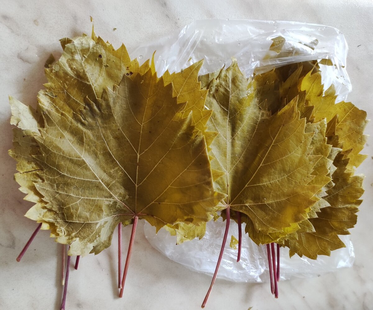 Размороженные виноградные листья.