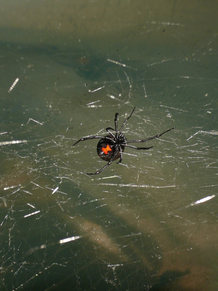 Черная вдова (Latrodectus mactans