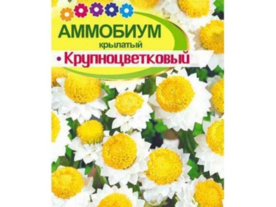 Семена Аммобиума 125р.
