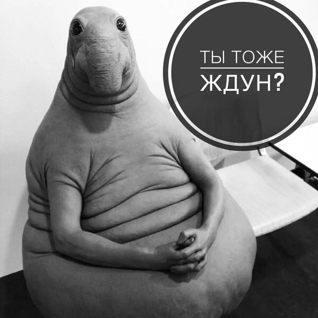 Симпатичный ждунчик из свободного источника