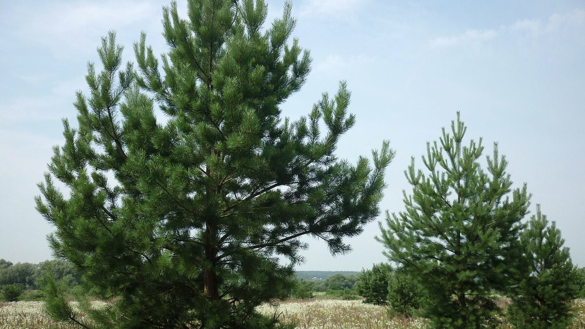 Сосна монгольская (Pinus sylvestris var. mongolica).