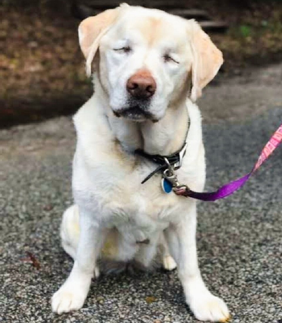 Сейдж попала в семью ещё маленьким щеночком