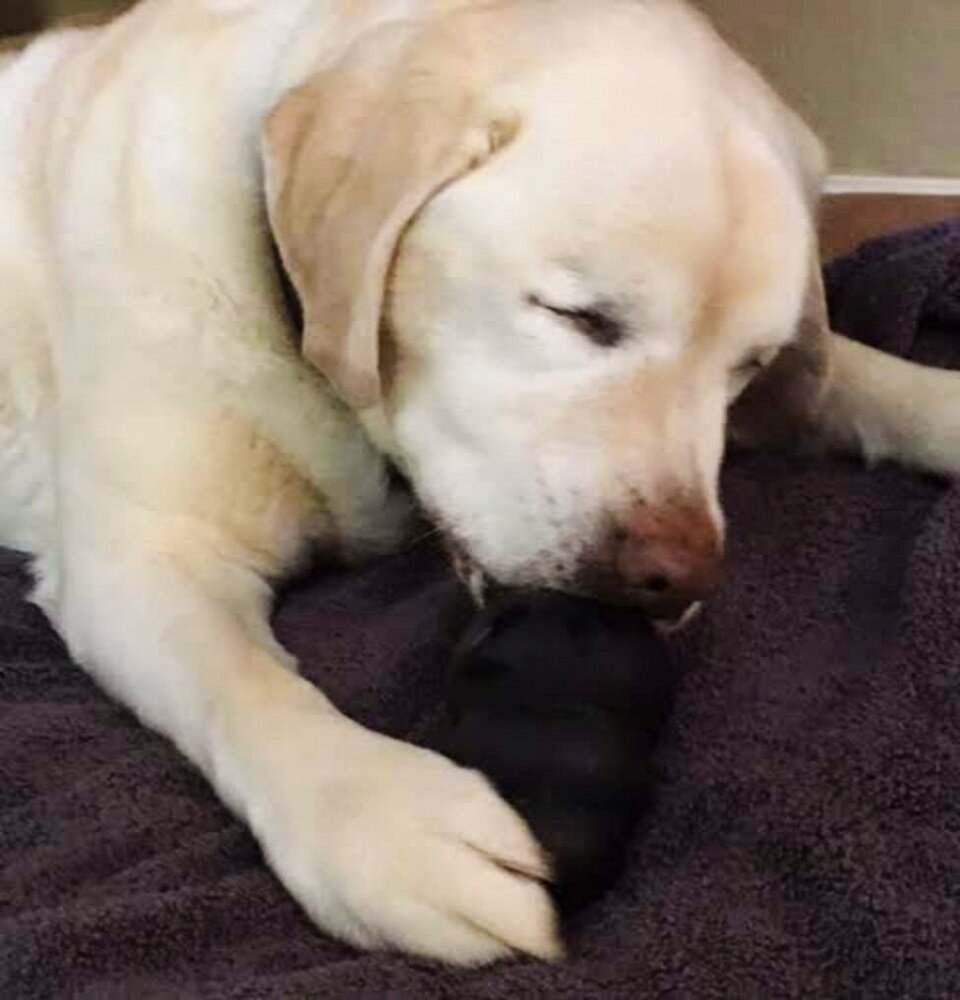 Все вспоминали, как Сейдж любила валяться со своими игрушками