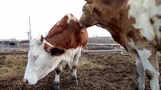 Плюшка чуть не взорвалась/Петух подрался/Весення уборка