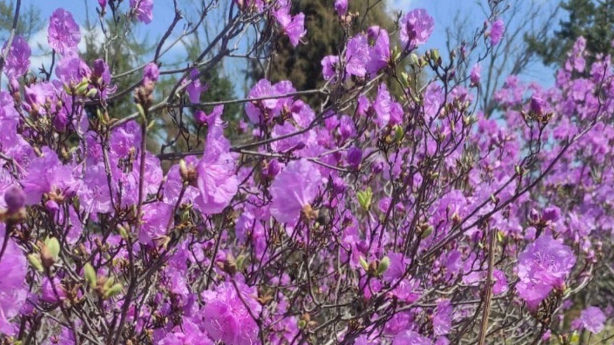     В Приморском крае через неделю начнут цвести рододендроны. Сезон цветения продлится всего месяц — до середины мая. Для жителей региона и туристов организованы экскурсии в заповедные уголки, где можно полюбоваться красивыми цветами.
