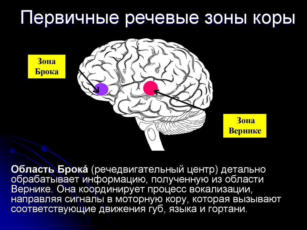 Речевые системы мозга. Зона Брока и зона Вернике. Речевые центры. Зона Брока. Зона Вернике. Сигнальные системы головного мозга. Схема работы второй сигнальной системы.