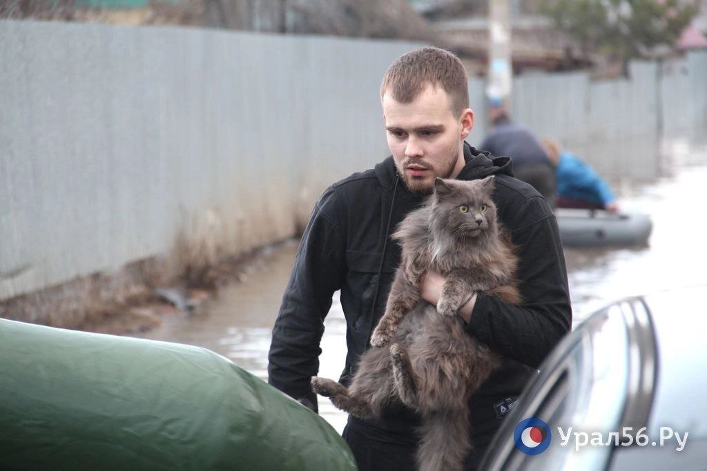    Паводок в цифрах: сколько в Оренбургской области затопило домов и сколько людей эвакуировали?