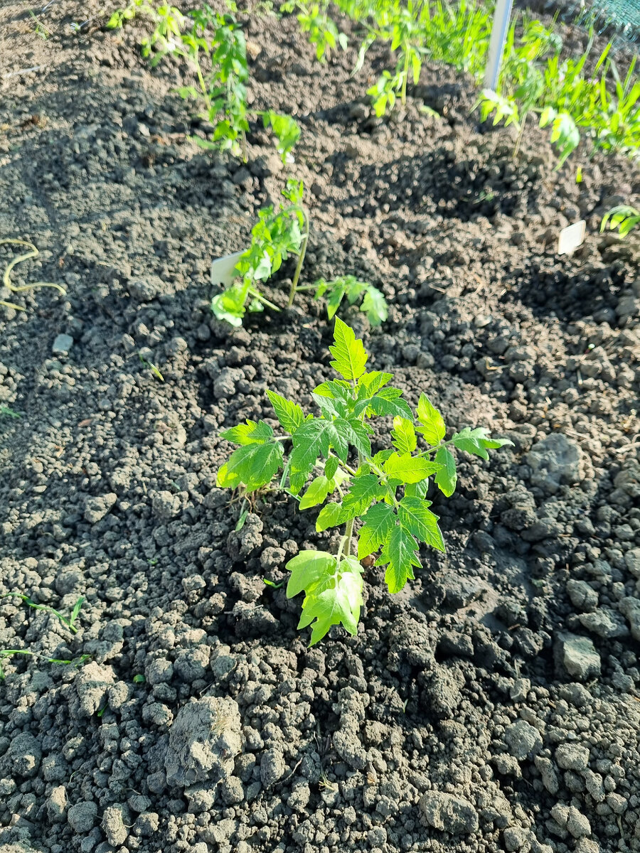 Высадила этих вчера