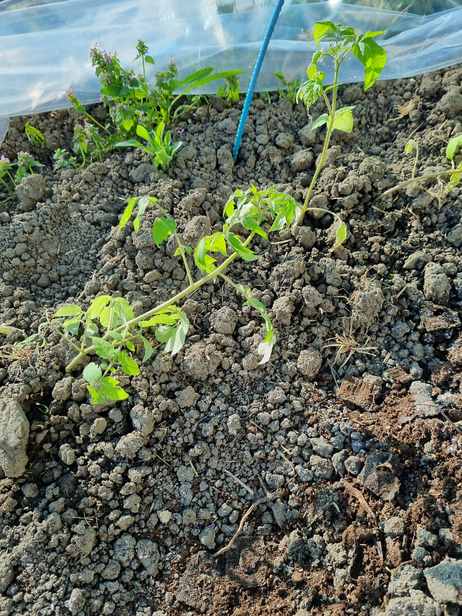 Это те,что неделю назад высадила. Уже подвязывать пора