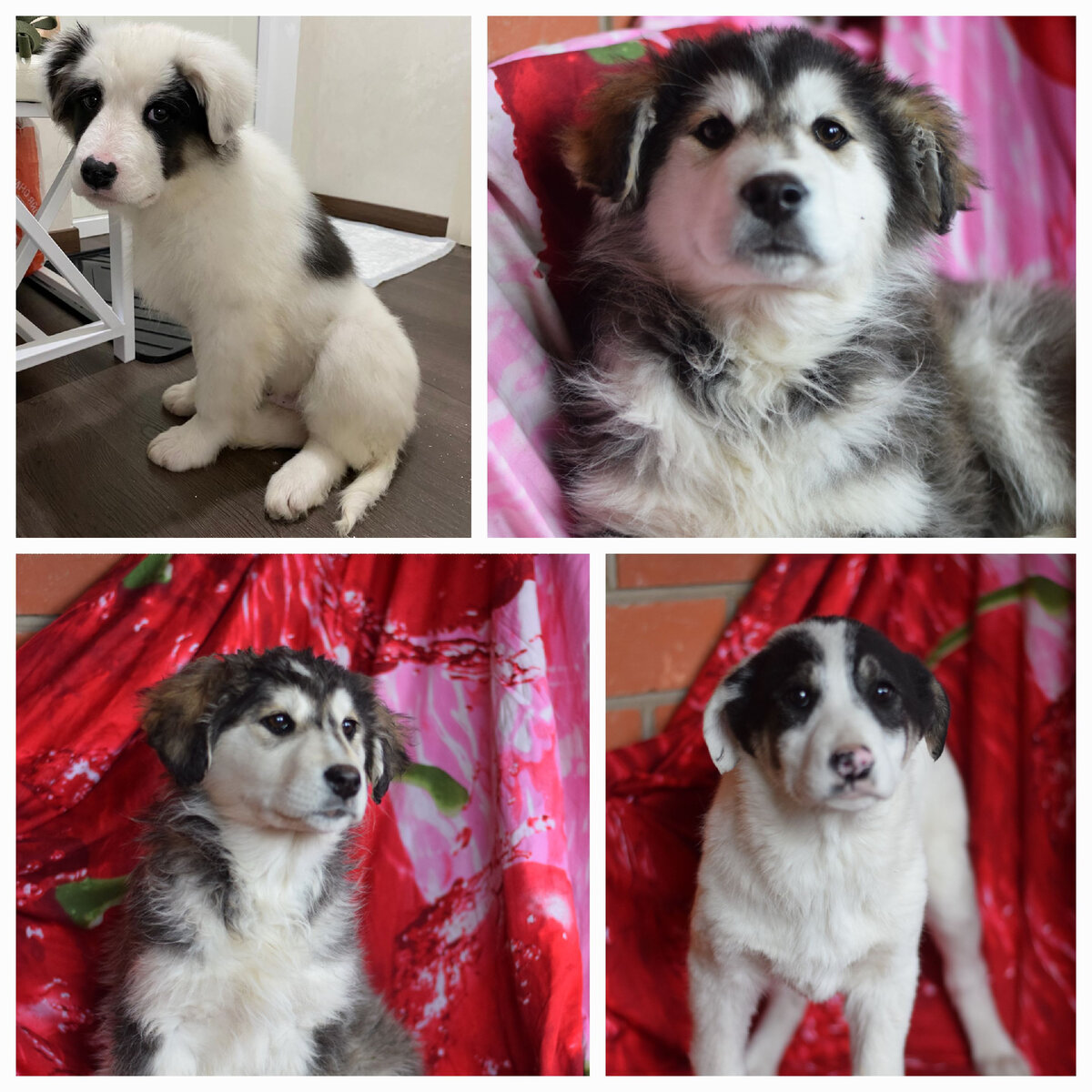 Вот эти спасённые хвостики прилетели в Москву 