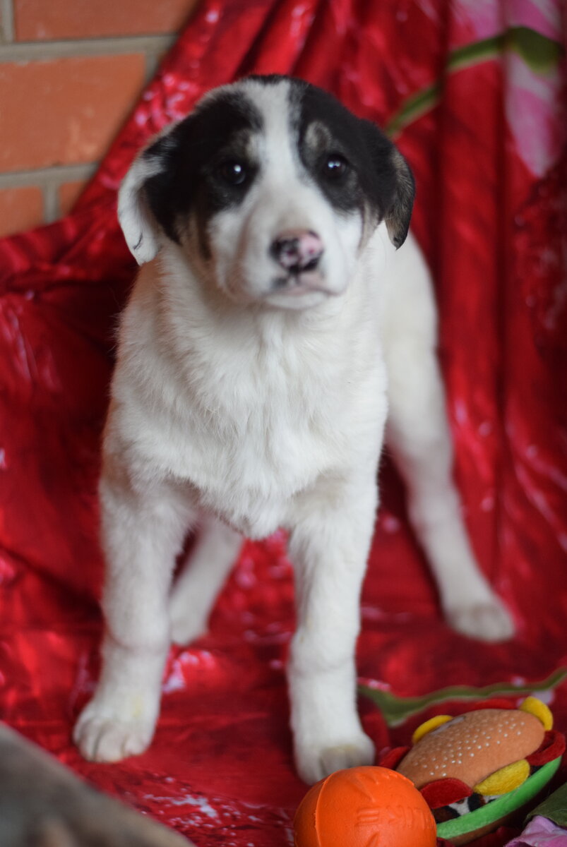 Панда Катюша