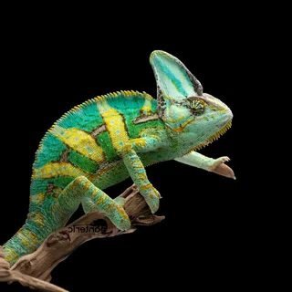 Йеменский хамелеон