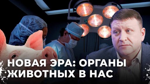 Почему боятся отдавать свои органы после смерти? Пересадка органов от животного человеку | Акцент