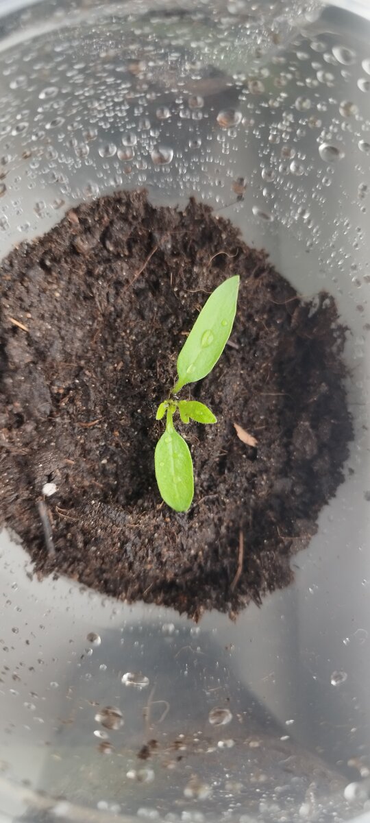Ползут новые листочки) Медленно, но растет дитятко мое зеленое 😅