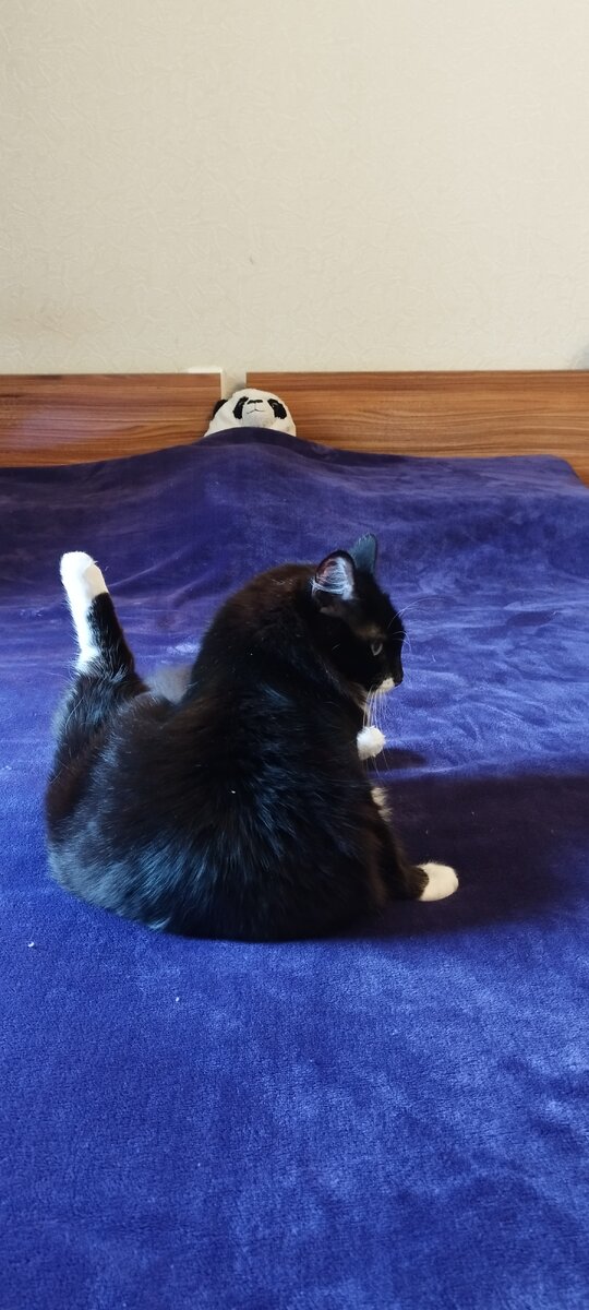 Расстроенный Валли показывает стриптиз Панде, с которым я сплю в обнимку. Да, есть у меня такая привычка... Он мягкий и не храпит. 